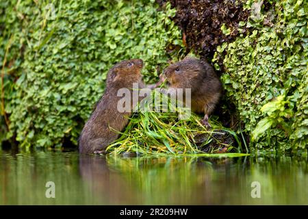 Wasservole (Arvicola terrestris) zwei Erwachsene, die am Rand des Wassers kämpfen, Kent, England, Vereinigtes Königreich Stockfoto