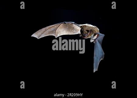 Big Brown bat (Eptesicus fuscus), Erwachsener, im Flug, Jagd bei Nacht (U.) S. A. Stockfoto