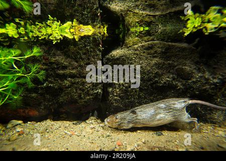 Water Vole (Arvicola terrestris), Erwachsener, Schwimmen unter Wasser, Eintritt in eine untergetauchte Höhle, Kent, England, Großbritannien Stockfoto