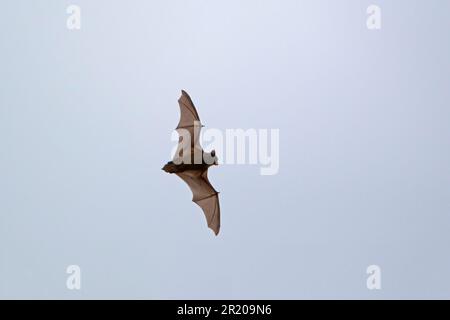 Noctule bat (Nyctalus noctula), Erwachsener, tagsüber im Flug, Suffolk, England, Großbritannien Stockfoto