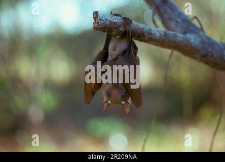 Wahlbergs Fruchtschläger, Wahlbergs Fruchtschläger, Fledermäuse, Säugetiere, Tiere, Wahlbergs Fruchtschläger (Epompohorus wahlbergi), am Ast hängend (S) Stockfoto