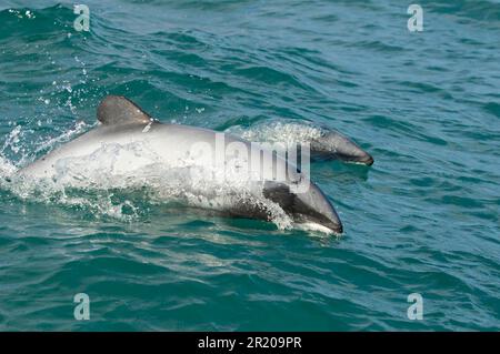 Hector-Delfin (Cephalorhynchus hectori), Erwachsene und Jugendliche, Schweinswale, Südinsel, Neuseeland Stockfoto