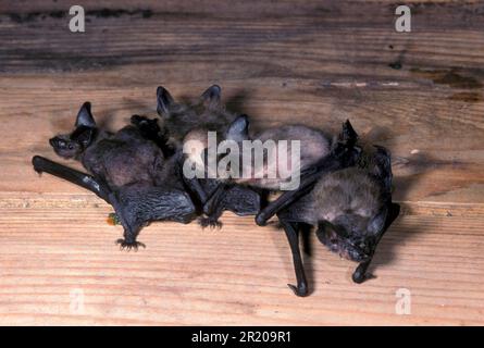 Pipistrelle bat (P. pipistrellus) Nahaufnahme von Jungtieren im Mutterschaftsstamm (S), Säugetieren, Tieren, Pipistrelle bat (P. pipistrellus) Stockfoto