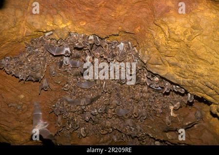 Langflügelfledermäuse, Fledermäuse (Miniopterus schreibersii), Fledermäuse, Säugetiere, Tiere, Schreiber-Fledermäuse-Zuchtkolonie, Spanien Stockfoto