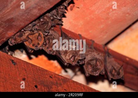 Sebas Kurzschwanz-Fledermaus (Carollia perspicillata), Erwachsene, Gruppe im Gebäude, Transpantaneira, Mato Grosso, Brasilien Stockfoto