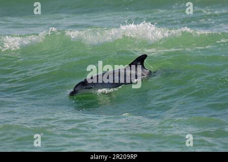 Flaschennasen-Dolphin (Tursiops truncatus) Surfen für Erwachsene, Folkestone, Kent, England, Großbritannien Stockfoto