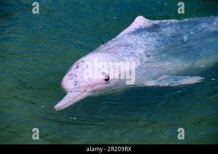 Chinesische weiße Delfine, indopazifische Buckeldelfine (Sousa chinensis), chinesische weiße Delfine, chinesische weiße Delfine, Delfine, Meeressäuger Stockfoto