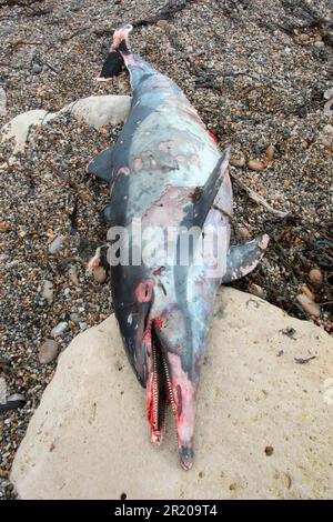 Gemeiner Delfin, Gemeiner Delfin, Gemeiner Delfin, Gemeiner Delfin, Gemeiner Delfin, Delfine, Meeressäuger, Tiere, Säugetiere, Wale, Zahnwale Stockfoto