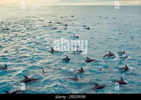 Schwarzer Delfin, schwarzer Delfin, Dämmerdelfine (Lagenorhynchus obscurus), Delfine, Meeressäuger, Tiere, Säugetiere, Wale, Zahnwale, Dusky Stockfoto