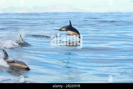 Schwarzer Delfin, Schwarzer Delfin, Schwarze Delfine, Dümmler Delfine (Lagenorhynchus obscurus), Delfine, Meeressäuger, Tiere, Säugetiere, Wale, gezahnt Stockfoto