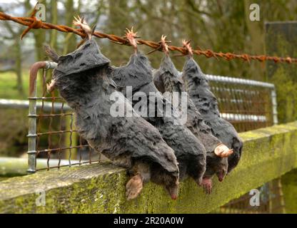 Europäische Maulwürfe, Europäische Maulwürfe, europäische Maulwürfe (Talpa europaea), Europäische Maulwürfe, Insektenfresser, Säugetiere, Tiere, Europäischer Maulwurf tot, an Stacheldraht gehangen Stockfoto