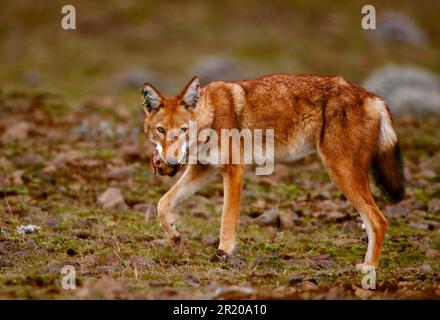 Äthiopischer Wolf (Canis simensis), Erwachsener, Fütterung von Riesenmaulratte (Tachyoryctes macrocephalus) Beute, Sanetti Plateau, Bale Mountains N. P. Oromia Stockfoto