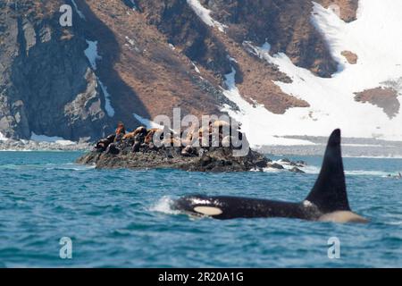 Stellers Sealion (Eumetopias jubatus) Kolonie, auf Felsen beim Ausholen, mit Killerwal (Orcinus orca) Erwachsener, schwimmt auf der Oberfläche des Meeres Stockfoto