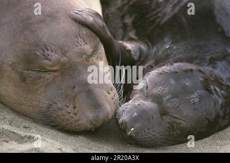 Nördlicher Elefantenseehund (Mirounga angustirostris) Mutter und Baby in Ruhe, Nahaufnahme, Kopf an Kopf, Kalif Die Küste Stockfoto