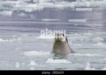 Bärtige Robben (Erignathus barbatus), Meeressäuger, Raubtiere, Robben, Säugetiere, Tiere, Bärtige Seehunde Erwachsene, inmitten von Eis auf See, Spitsbergen, Svalbard Stockfoto