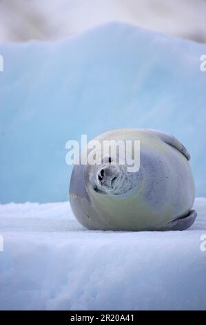 Krabbenfressende Robbe (Lobodon carcinophagus), Erwachsene, ruht auf Eisscholle, Lemaire-Kanal, antarktische Halbinsel, Antarktis Stockfoto