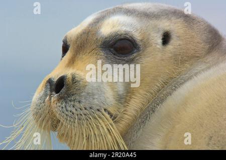 Bärtige Robben (Erignathus barbatus), Meeressäuger, Raubtiere, Robben, Säugetiere, Tiere, Bärtige Seehunde, Nahaufnahme des Kopfes, Vadso, Varanger Stockfoto