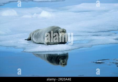 Bärtige Robben (Erignathus barbatus), Meeressäuger, Raubtiere, Robben, Säugetiere, Tiere, bartiger Seehund, der auf Eisscholle ruht, Spitzbergen Stockfoto