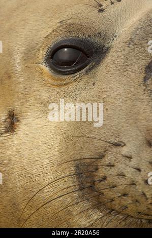 Südliche Elefantenrobben, südliche Elefantenrobben (Mirounga leonina), Meeressäuger, Raubtiere, Robben, Säugetiere, Tiere, südlicher Elefant-Seehund ausgewachsen Stockfoto