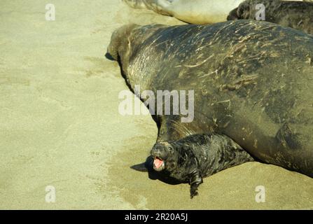 Nördliche Elefantenrobbe (Mirounga angustirostris) Erwachsener, männlich, aufliegend, Jungtier, Central California Coast (U.) S.A. Stockfoto