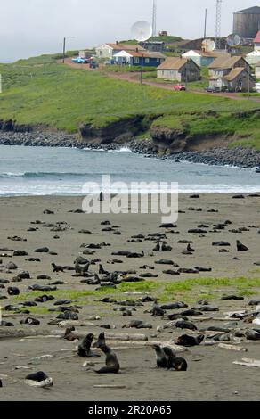 Nördliche Pelzrobbenkolonie (Callorhinus ursinus) an der Küste, St. Paul Island, Pribilof Islands, Alaska (U.) S. A. Stockfoto