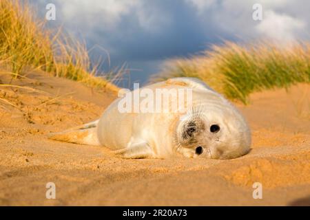 Ein- bis zweiwöchiger Welpe der Grauen Seehunde (Halichoerus grypus), der in Sanddünen ruht, Norfolk, England, Vereinigtes Königreich Stockfoto