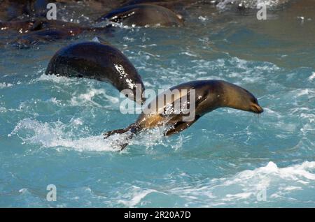 Neuseeländische Seebären (Arctocephalus forlev), neuseeländische Seebären, Meeressäuger, Raubtiere, Robben, Säugetiere, Tiere, Neuseeland Pelz neuseeland Stockfoto