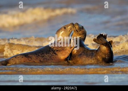 Graue Robbe, graue Robben (Halichoerus grypus), Meeressäuger, Raubtiere, Robben, Säugetiere, Tiere, graue Seehunde Jungkühe, Springer in der Brandung, Donna NOOK Stockfoto