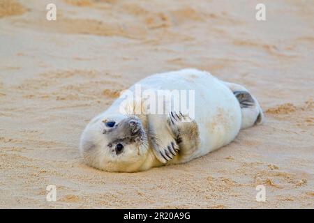 Graue Seehunde (Halichoerus grypus), Welpe, ruht auf Sandstrand, Horsey, Norfolk, England, Vereinigtes Königreich Stockfoto