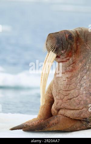 Walrosse, Walrosse, Meeressäuger, Raubtiere, Robben, Säugetiere, Tiere, Atlantischer Walross (Odobenus rosmarus rosmarus), Erwachsene, Nahaufnahme Stockfoto