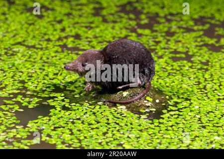 Eurasian Water Shrew (Neomys fodiens) adult, auf Felsen im Wasser stehend, umgeben von Entenkraut, Warwickshire, England, Vereinigtes Königreich Stockfoto