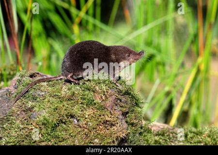 Eurasian Water Shrew (Neomys fodiens) adult, Standing on Moss, Warwickshire, England, Vereinigtes Königreich Stockfoto