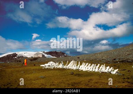 Blauwale, Blauwale (Balaenoptera musculus), Baleen-Wale, Meeressäuger, Säugetiere, Tiere, Wal, Wal, Blauer Skelett, stehender Mann/König Stockfoto