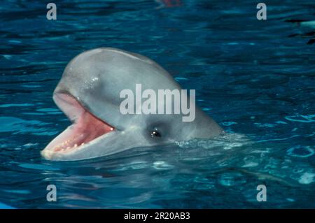 Beluga, Beluga-Wal (Delphinapterus leucas), Weißwal, Belugas, Belugas, Weißwale, Zahnwale, Meeressäuger, Säugetiere, Tiere, Wale Stockfoto