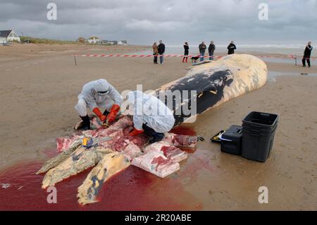 Flossenwal (Balaenoptera physalus) wurde tot angespült, Wissenschaftler entnehmen Knochenproben für die Analyse, Camber Sands, East Sussex, England, Vereinigtes Königreich Stockfoto