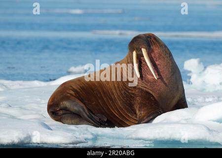 Walrosse, Walrosse, Meeressäuger, Raubtiere, Robben, Säugetiere, Tiere, Atlantischer Walross (Odobenus rosmarus rosmarus), ausgewachsen, ruhen Stockfoto