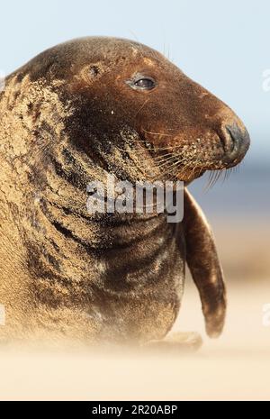 Grey Seal (Halichoerus grypus) unreif, Nahaufnahme des Kopfes, ruht am Strand in Sandsturm, Lincolnshire, England, Vereinigtes Königreich Stockfoto