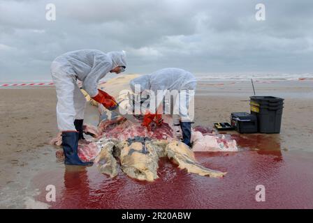Flossenwal (Balaenoptera physalus) wurde tot angespült, Wissenschaftler entnehmen Knochenproben für die Analyse, Camber Sands, East Sussex, England, Vereinigtes Königreich Stockfoto