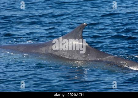 Flossenwale, Flossenwale (Balaenoptera physalus), Baleen-Wale, Meeressäuger, Säugetiere, Tiere, Wale, Finnwal ausgewachsen, Nahaufnahme der Rückenflosse, Meer Stockfoto