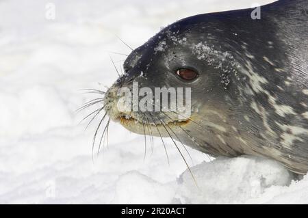 Weddell-Robbe (Leptonychotes weddellii), Erwachsener, Nahaufnahme des Kopfes auf Schnee, Crescent Island, South Shetland Islands, Antarktis Stockfoto