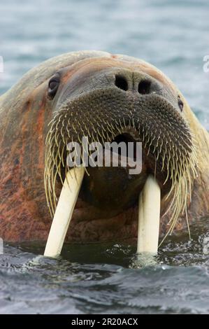 Atlantisches Walross, Atlantisches Walross, Meeressäuger, Raubtiere, Robben, Säugetiere, Tiere, Atlantischer Walross (Odobenus rosmarus rosmarus), männlich, ausgewachsen Stockfoto