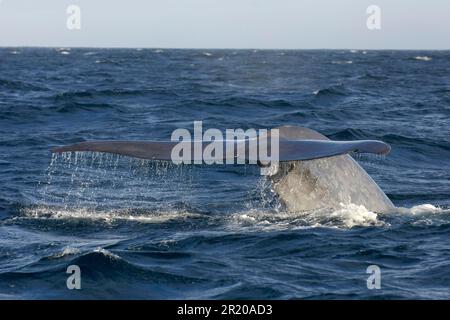 Blauwal (Balaenoptera musculus), Erwachsener, Schwanzflosse angehoben, Tauchvorbereitung, Meer von Cortez, Mexiko Stockfoto