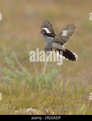 Rosenkopfgarnele (Lanius ludivicianus) Antelope Island Utah, USA Stockfoto