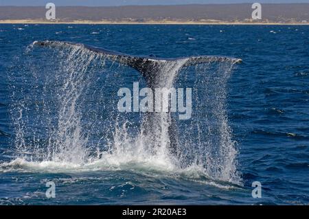 Buckelwal (Megaptera novaeangliae) ausgewachsener Mann, Lob-Schwanzverhalten, Schwanzklopfen gegen die Wasseroberfläche, Baja California, Mexiko Stockfoto