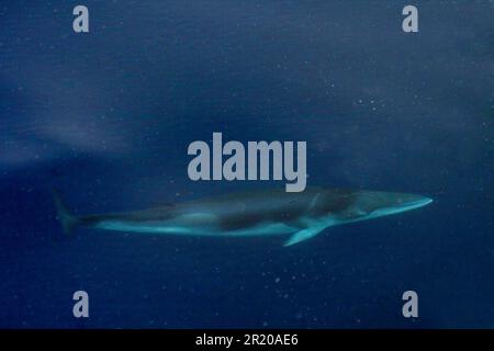 Rorqual-, Resorqual-, Baleen-, Meeressäugetiere, Säugetiere, Tiere, Wale, Zwergkalk (Balaenoptera sp.) Erwachsene, in der Nähe der Wasseroberfläche Stockfoto