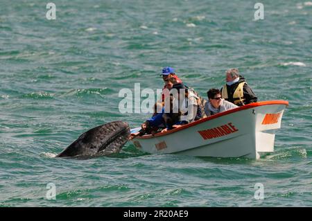 Grawal (Eschrichtius robustus) Kalb, Untersuchung durch Touristen im Walbeobachtungsboot, San Ignacio, Baja California, Mexiko Stockfoto
