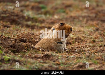 Großköpfige Maulwurfratte (Tachyoryctes macrocephalus), erwachsener, tritt aus dem Eingang des Grabens, dem Ballgebirge, Oromia, Äthiopien hervor Stockfoto