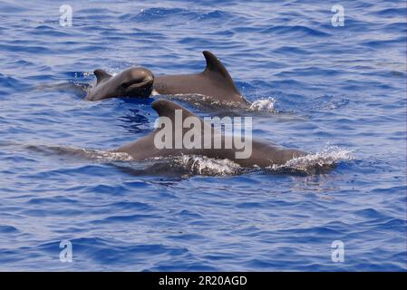 Kurzflossen-Pilotwal (Globicephala macrorhynchus), männlich, weiblich und Kalb, aus dem Wasser auftauchend, Malediven Stockfoto