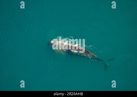 Pottwal (Physeter macrocephalus), ausgewachsen, an der Wasseroberfläche, Luftaufnahme, Kaikoura, Südinsel, Neuseeland Stockfoto