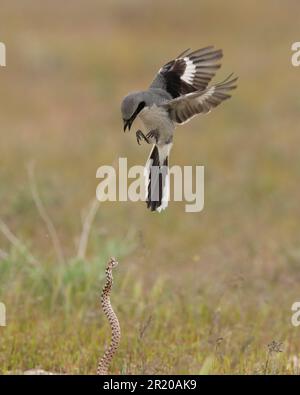 Karettschnecke (Lanius ludivicianus) und Schlange Antelope Island Utah USA Stockfoto